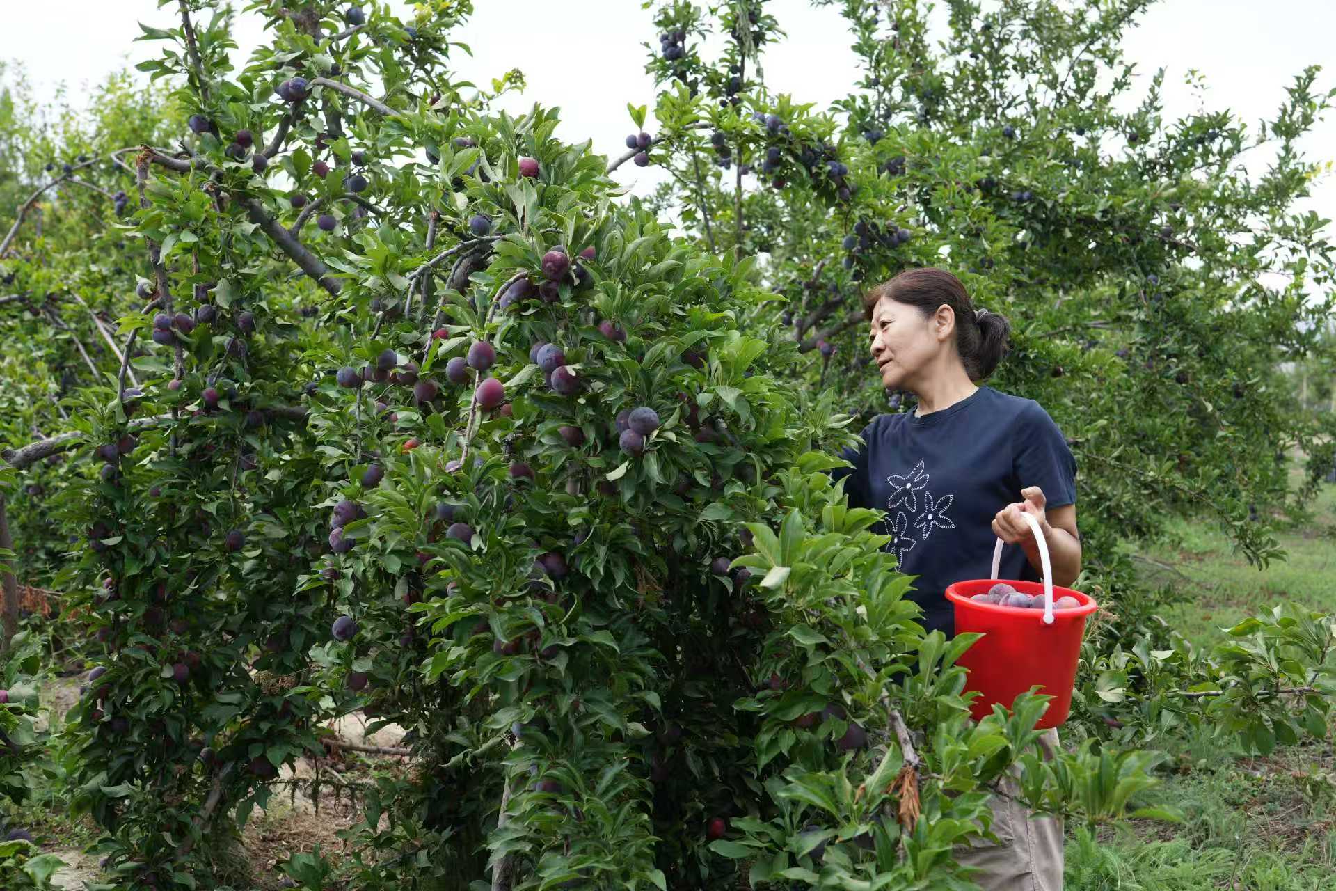 额敏县霍吉尔特蒙古族乡农趣家庭农场负责人时锦梅在采摘黑布林(刘冬萍 摄)
