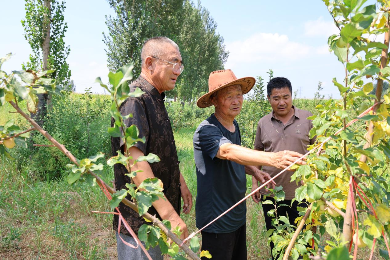 焦亚光(右二)和儿子(右一)在刘贵财家的果园作指导(毕乐陶 摄)