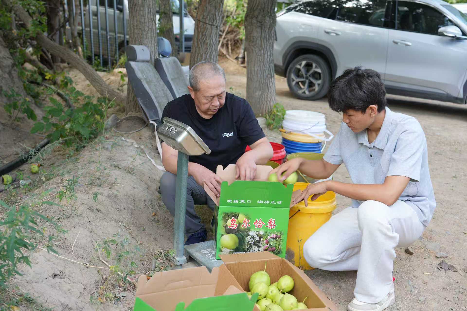 额敏县霍吉尔特蒙古族乡香梨喜获丰收,农户有序打包。(刘冬萍 摄)