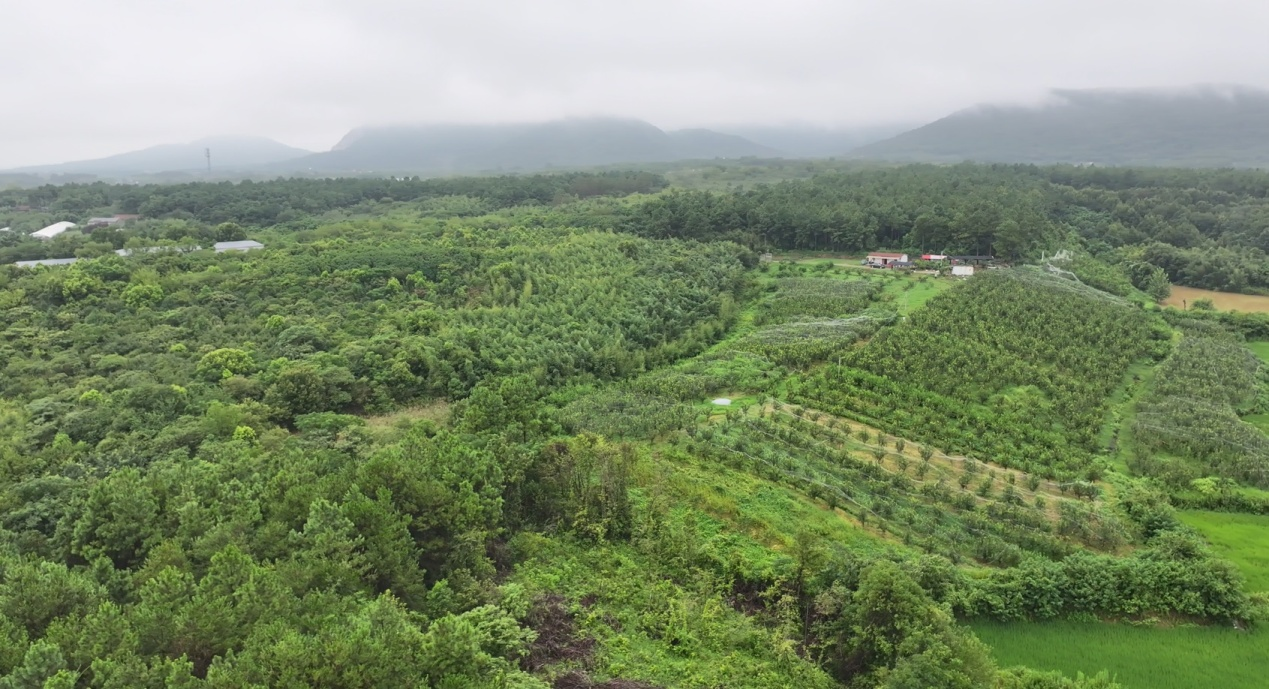 鸟瞰果园(钱良好 摄)