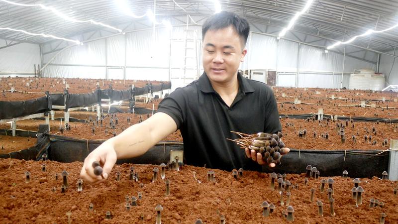 杨朝安在采摘黑色鸡枞菌(韩佑存 摄)