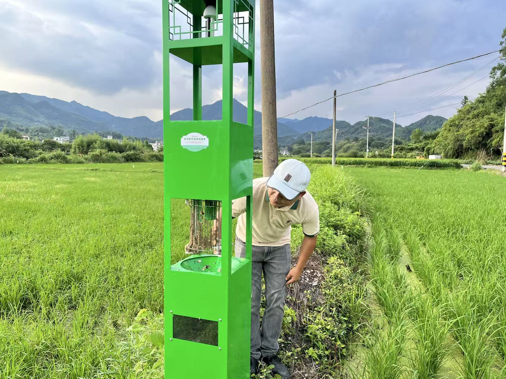 太阳能诱捕器错落排布于茶垄之间 (吴昊 摄)