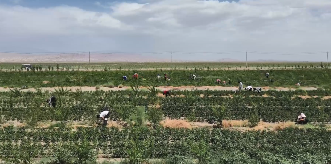 哈拉苏村酸枣苗治沙(阿卜杜艾则孜·图尔荪 摄)