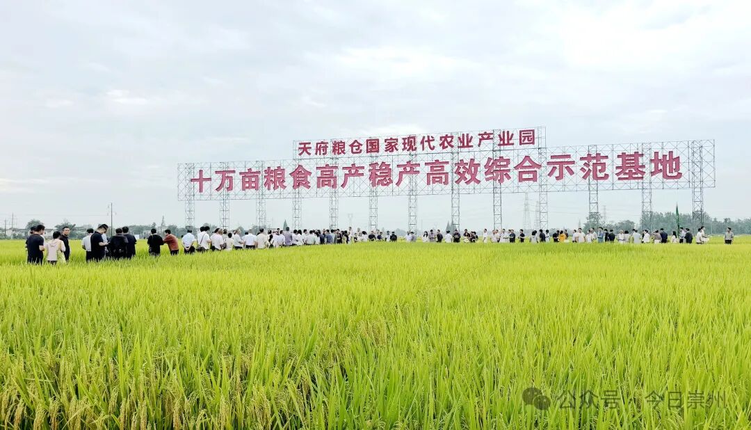 崇州市天府粮仓国家现代农业产业园(王佑涵 摄)