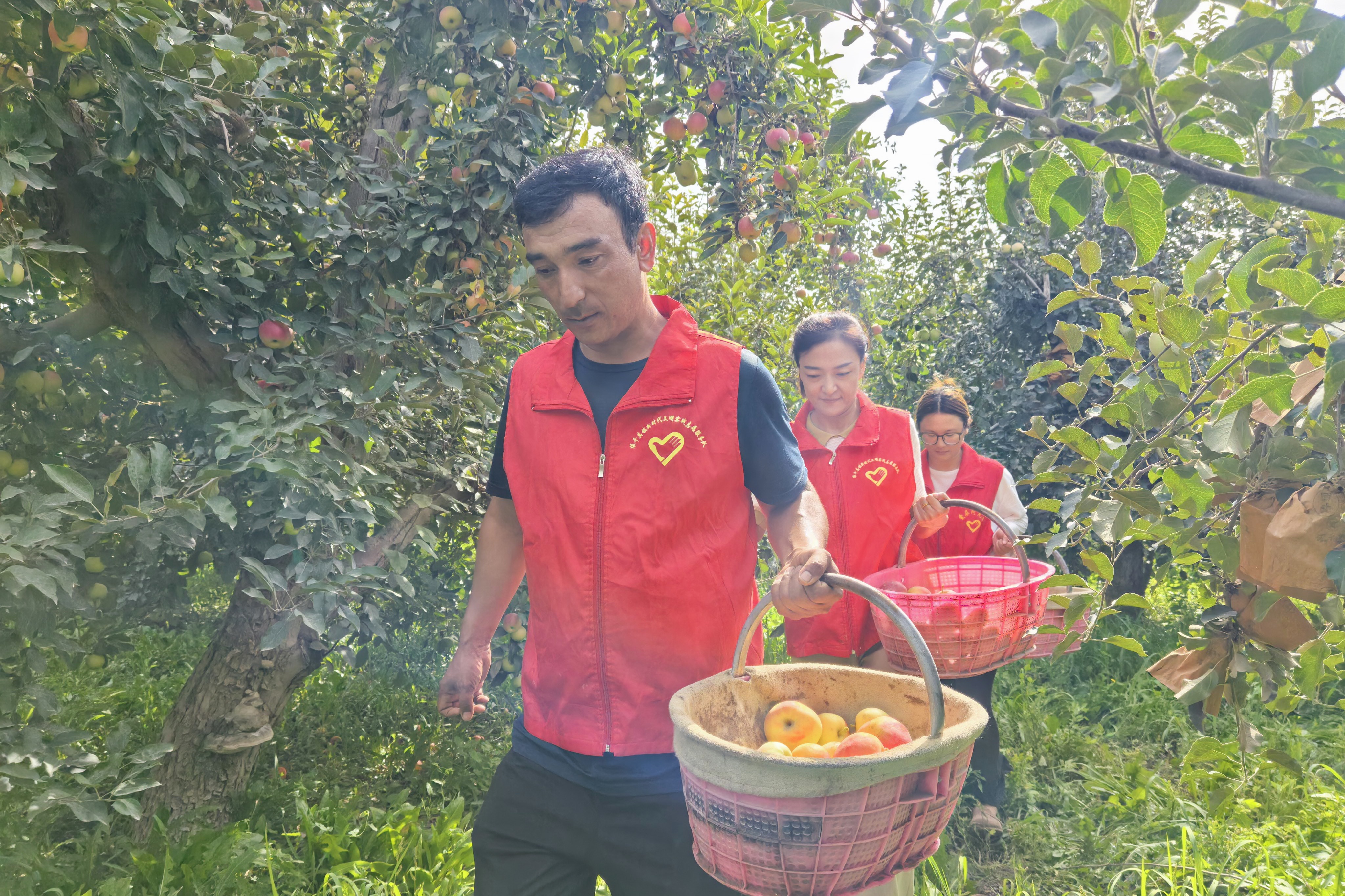 搬运成熟嘎啦苹果。(申珍 摄)