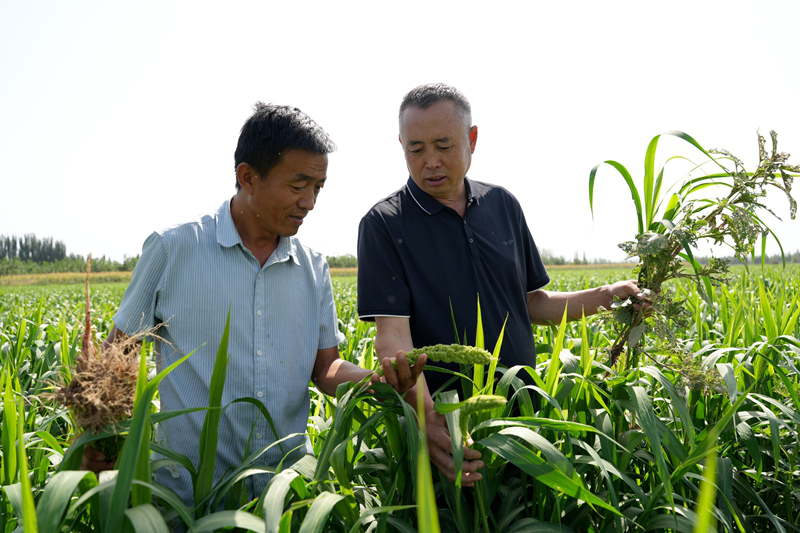 复播小米长势喜人(艾海提·毛勒吐尔迪 摄)