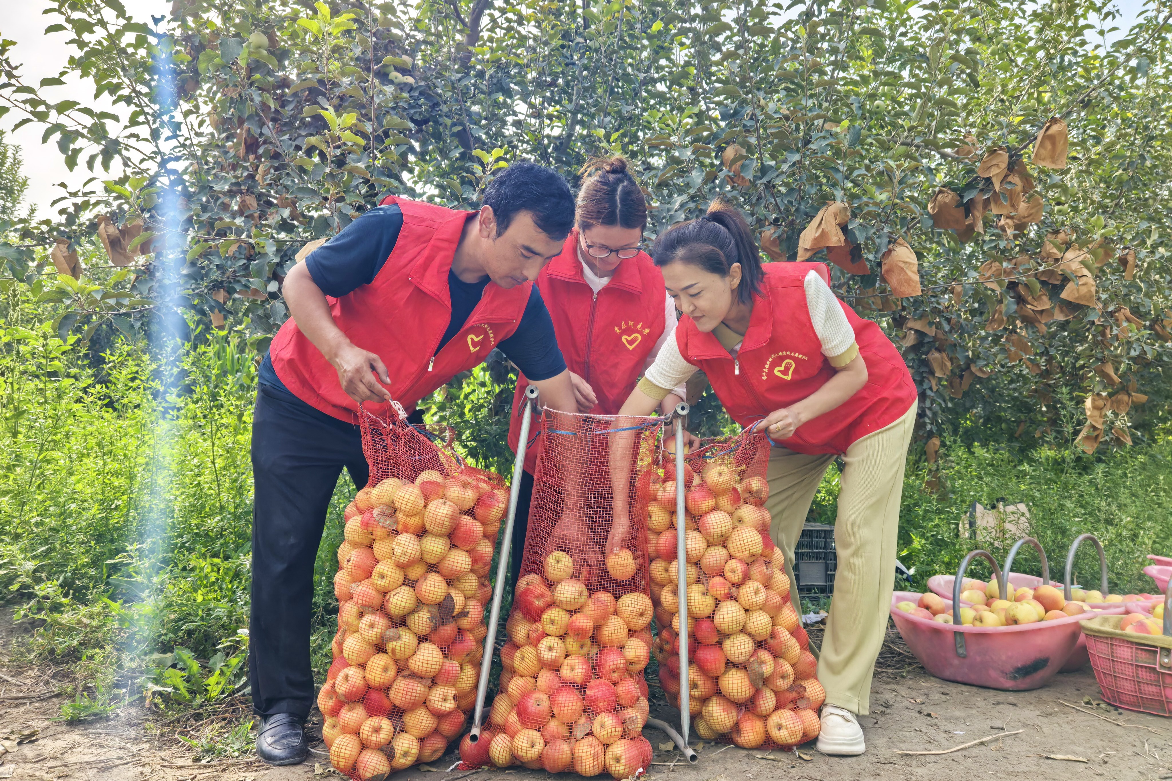 分装打包嘎啦苹果。(申珍 摄)