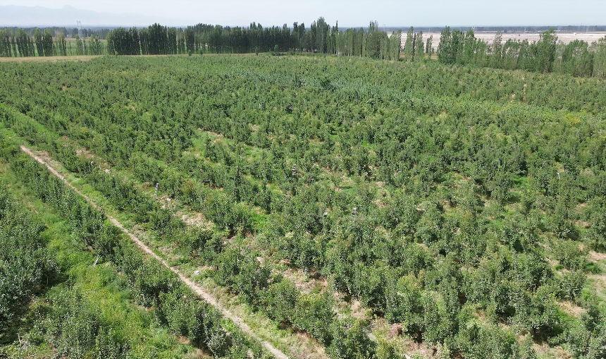 西梅种植基地(麦麦提·阿里木 摄)