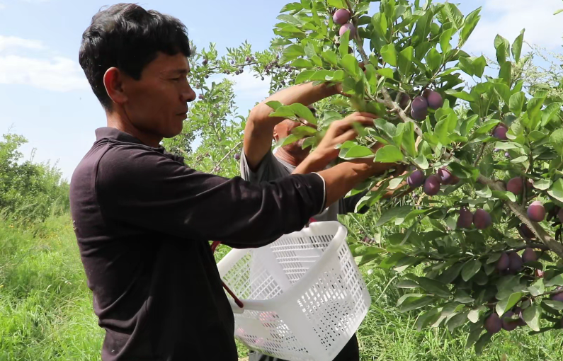 西梅种植基地劳作现场(阿依先木·库尔完尼亚孜 摄)