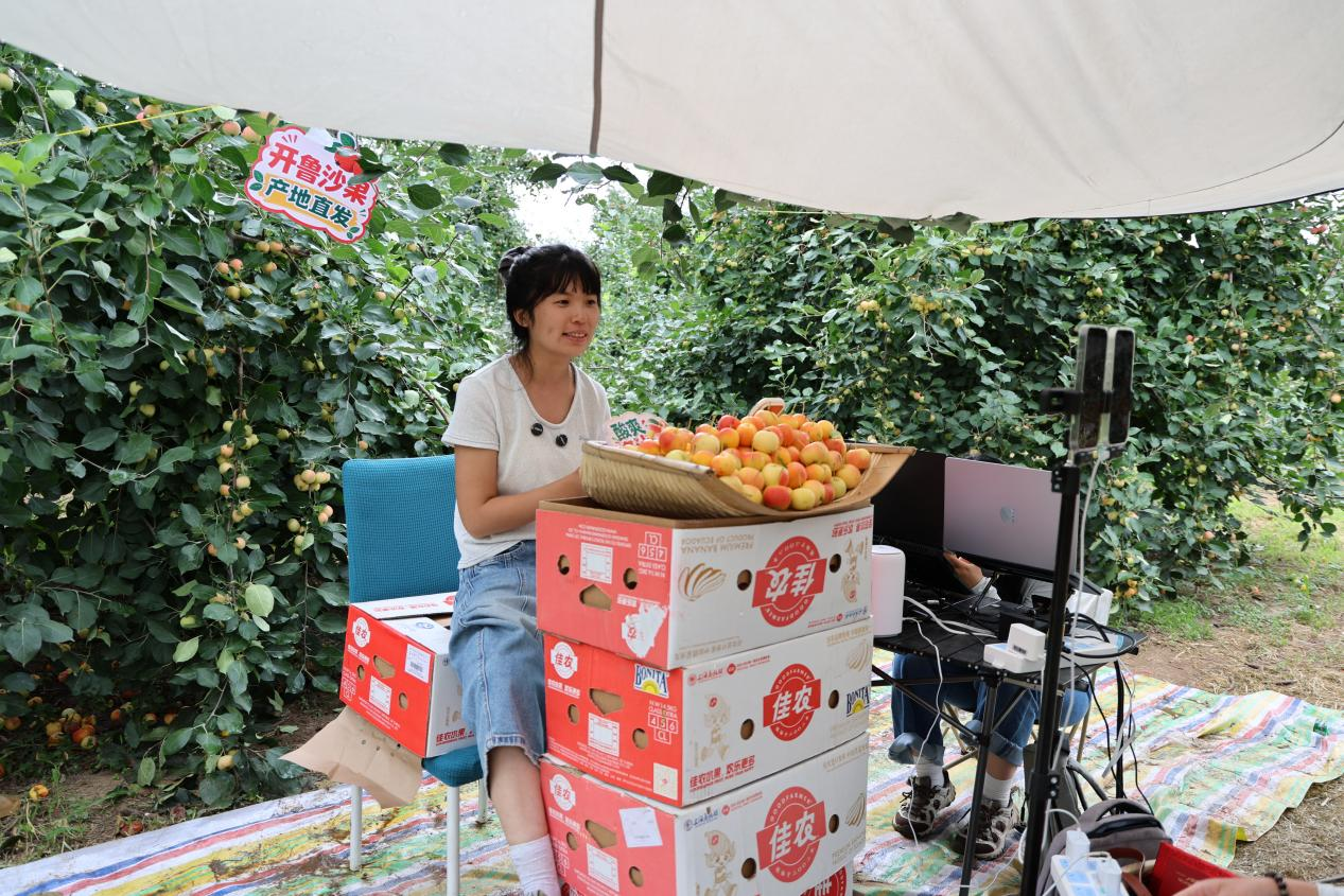 马星月正在果园直播。(王云鹏 摄)