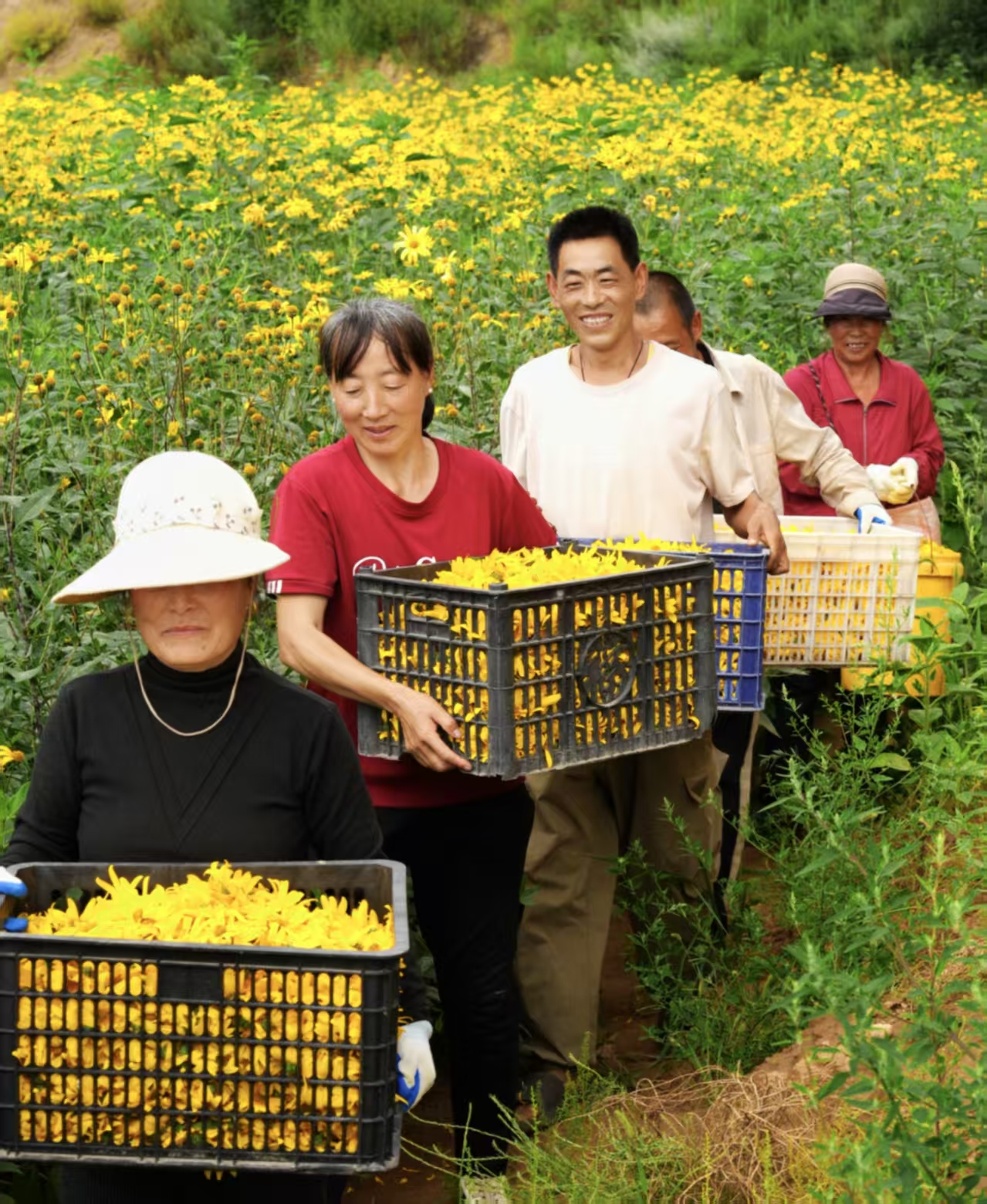 村民在洋姜种植基地采收鲜花(张志华 摄)