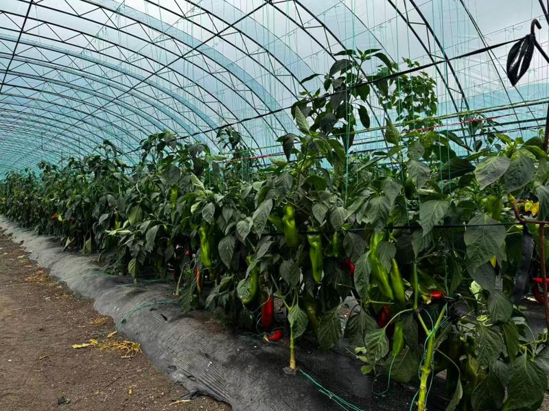 荷兰瑞克斯旺凯莱辣椒(肖扬 摄)