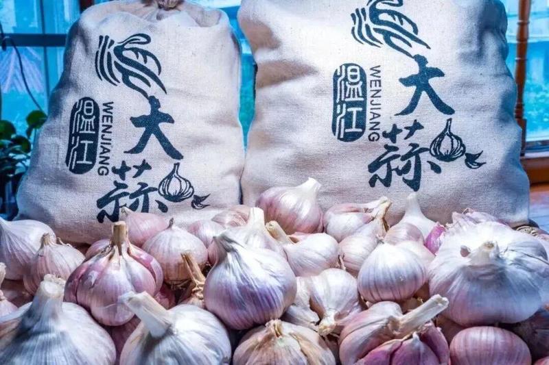 温江大蒜“绿色提质”(杨茜睿 摄)