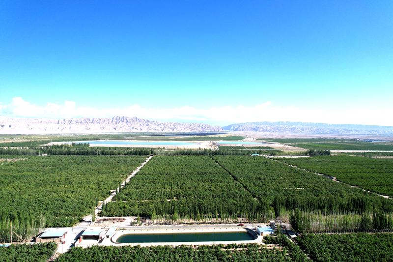 青川镇戈壁新村林果基地,核桃挂满枝头尽显丰收图景。(艾海提·毛勒吐尔迪 摄)