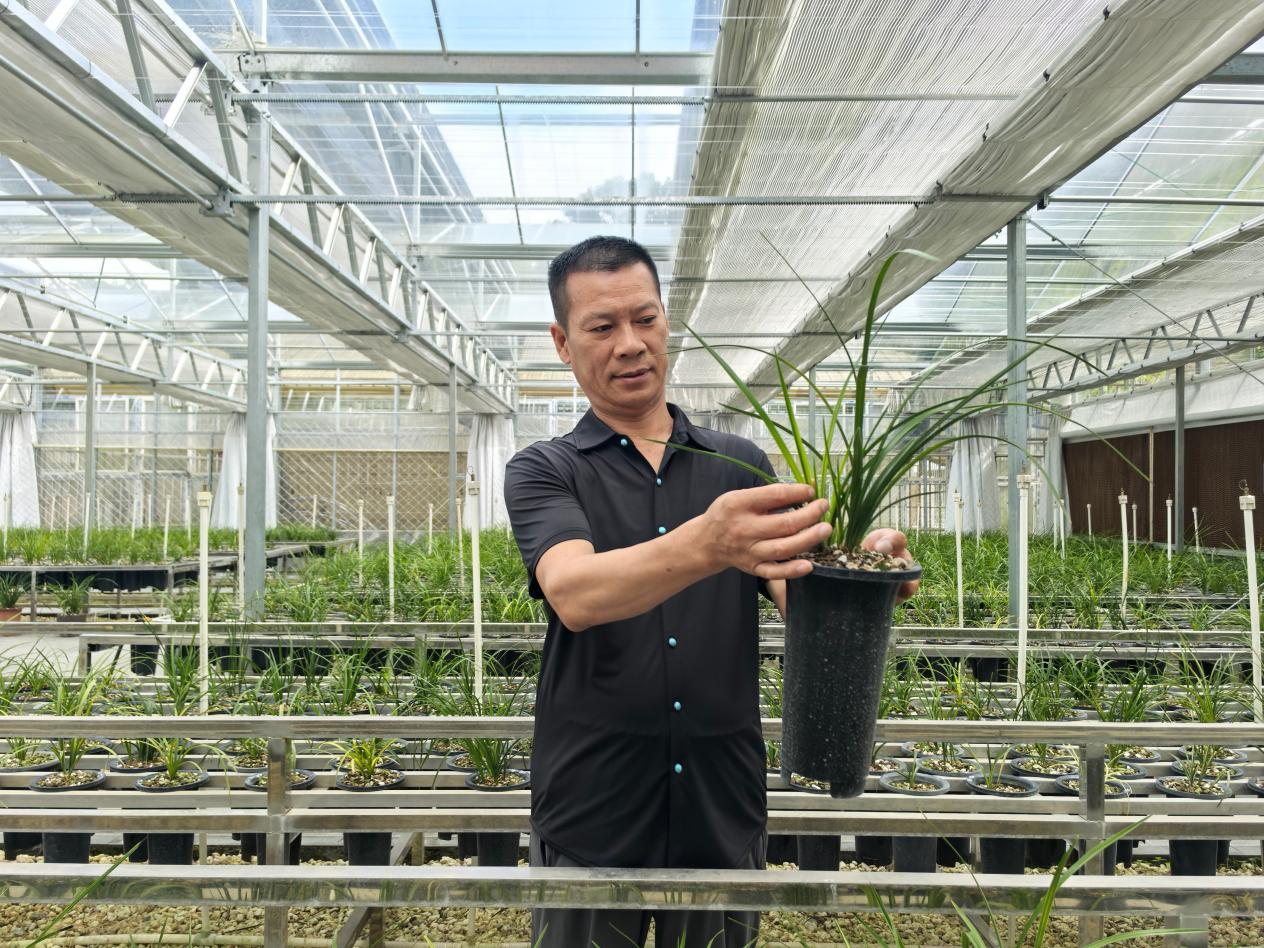 黄发国在兰园大棚内观察兰草生长情况(杜福建 摄)
