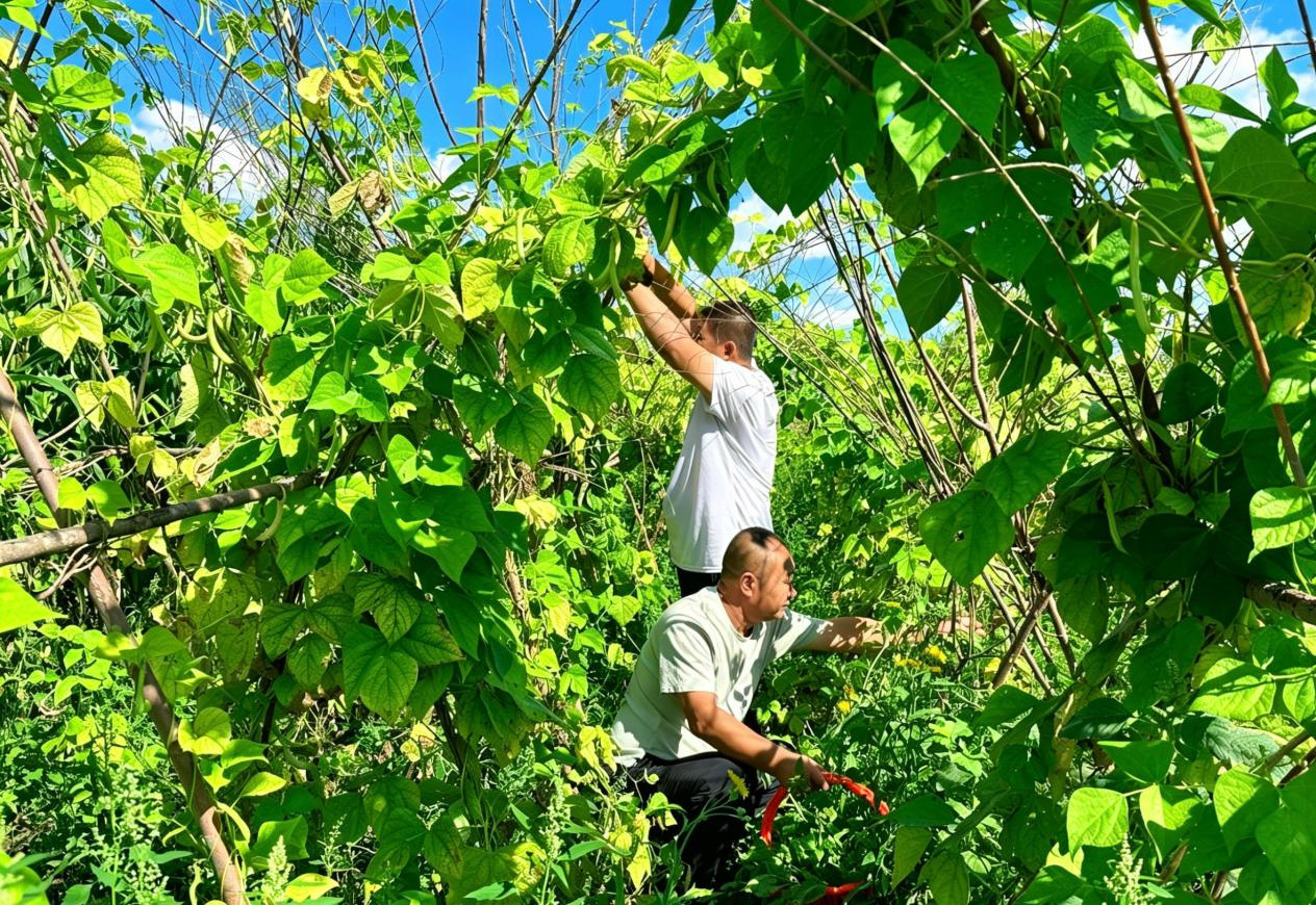 村民正在采摘油豆角(高伟 摄)