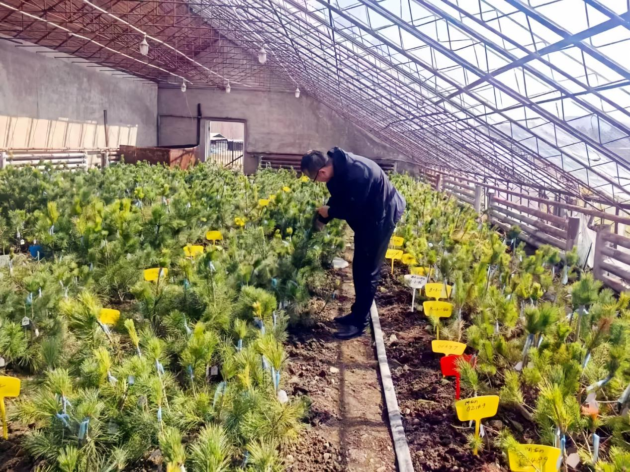 林业局技术人员在查看西伯利亚红松嫁接情况(张莹 摄)