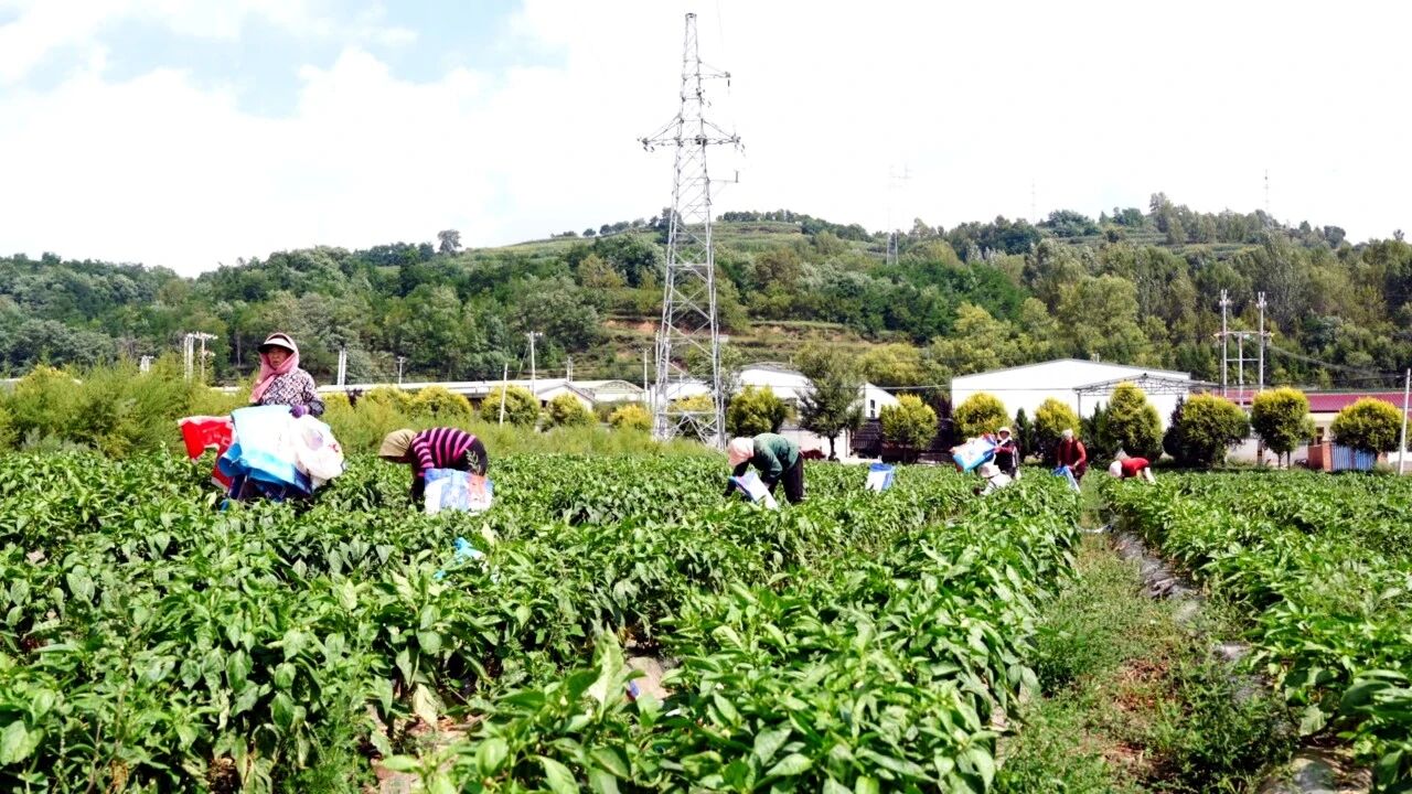 兴盛乡冷凉蔬菜基地(刘飞 摄)