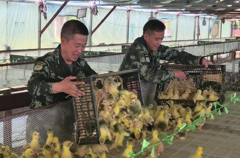倭勒根林场生态鹅养殖基地入栏的优质鹅雏(刘洋 摄)