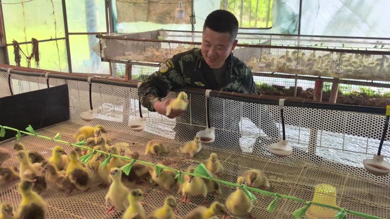 生态鹅养殖基地工作人员在观察鹅雏生长情况(刘洋 摄)