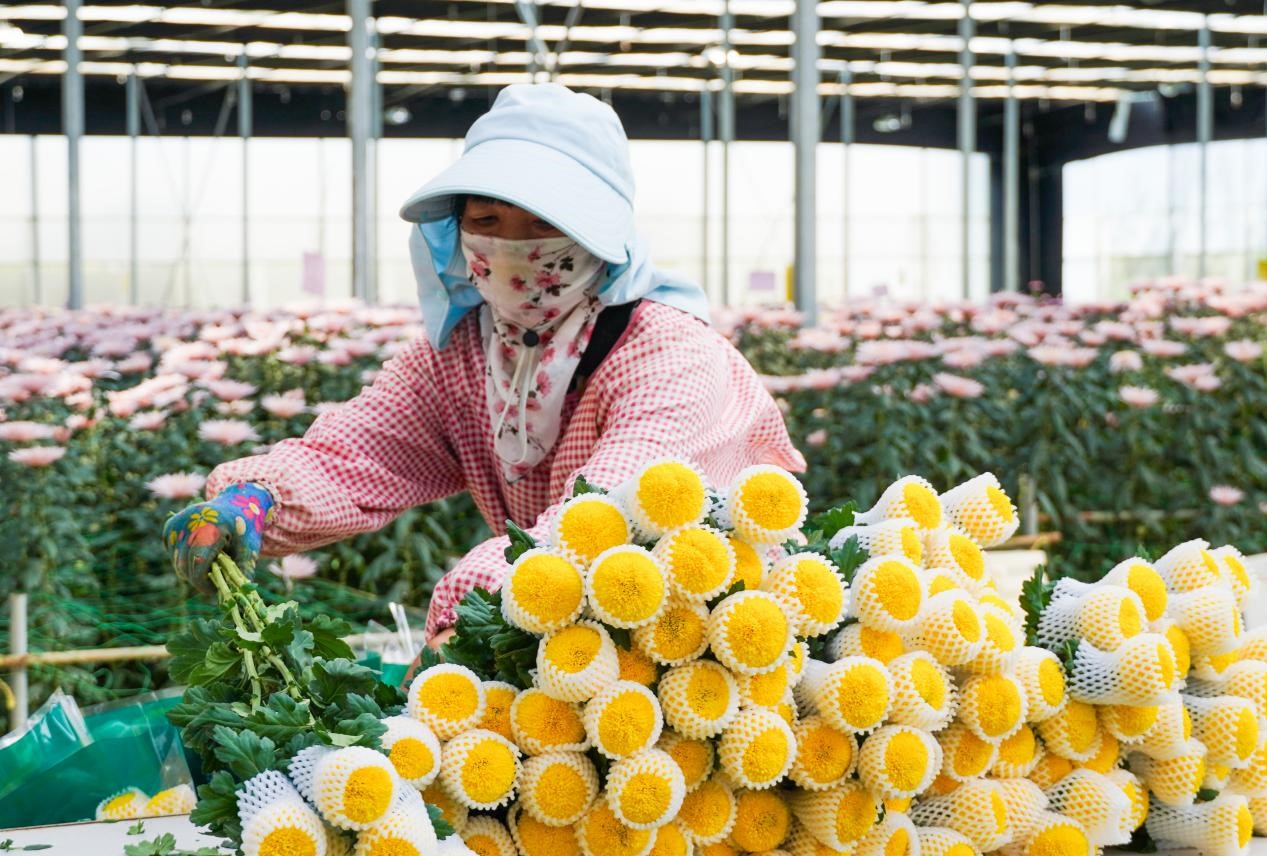务工人员正在整理鲜花(徐亚园 摄)