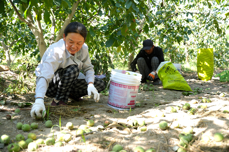 戈壁新村种植户组织工人抢抓农时采收销售 (艾海提 摄)