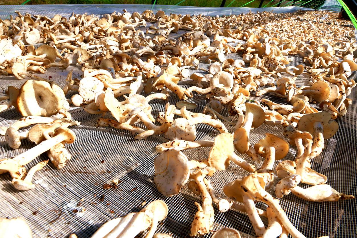 阿木尔林业局依东林场采集并晾晒的毛尖蘑(王力 摄)