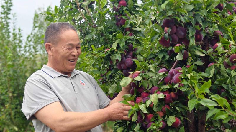 一八八团二连职工赵自于在果园查看挂果长势,掌握果树实际生长情况。(叶思洋 摄)