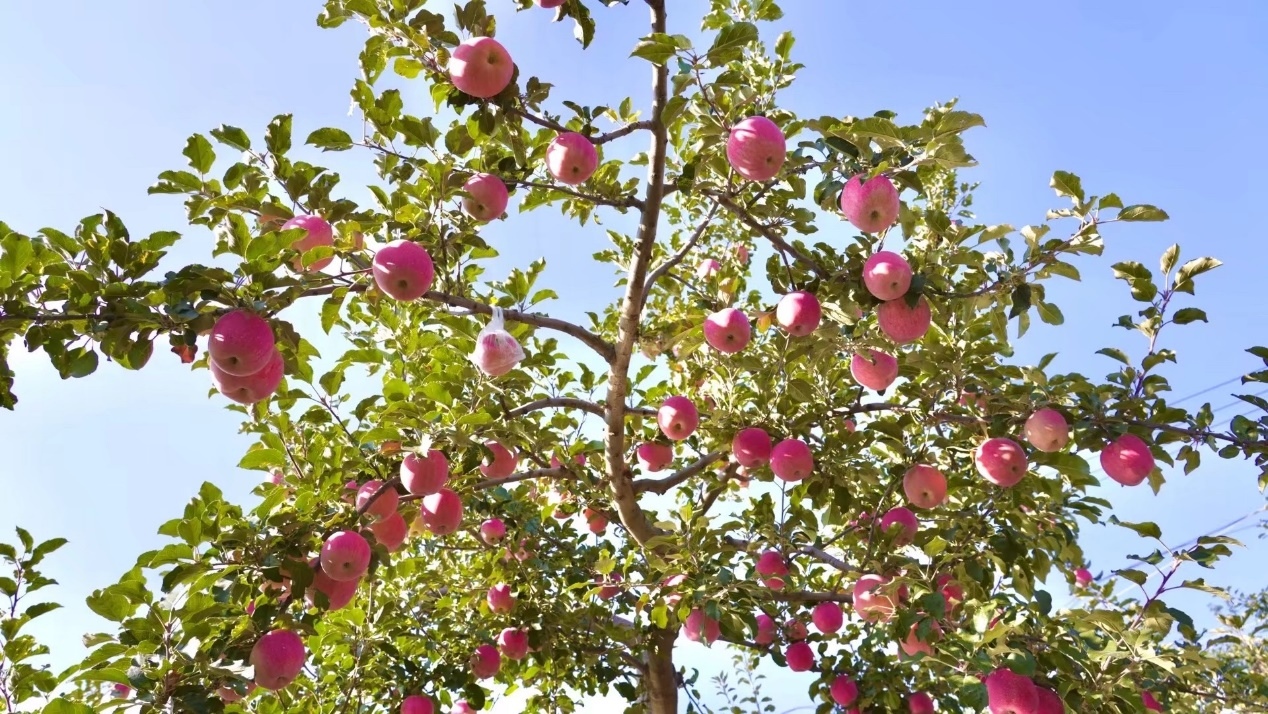 静宁苹果缀满枝头(戴腾飞 摄)