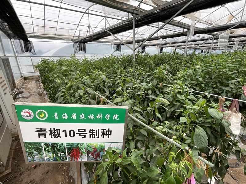 制种基地品种培育长势喜人(申维祖 摄)