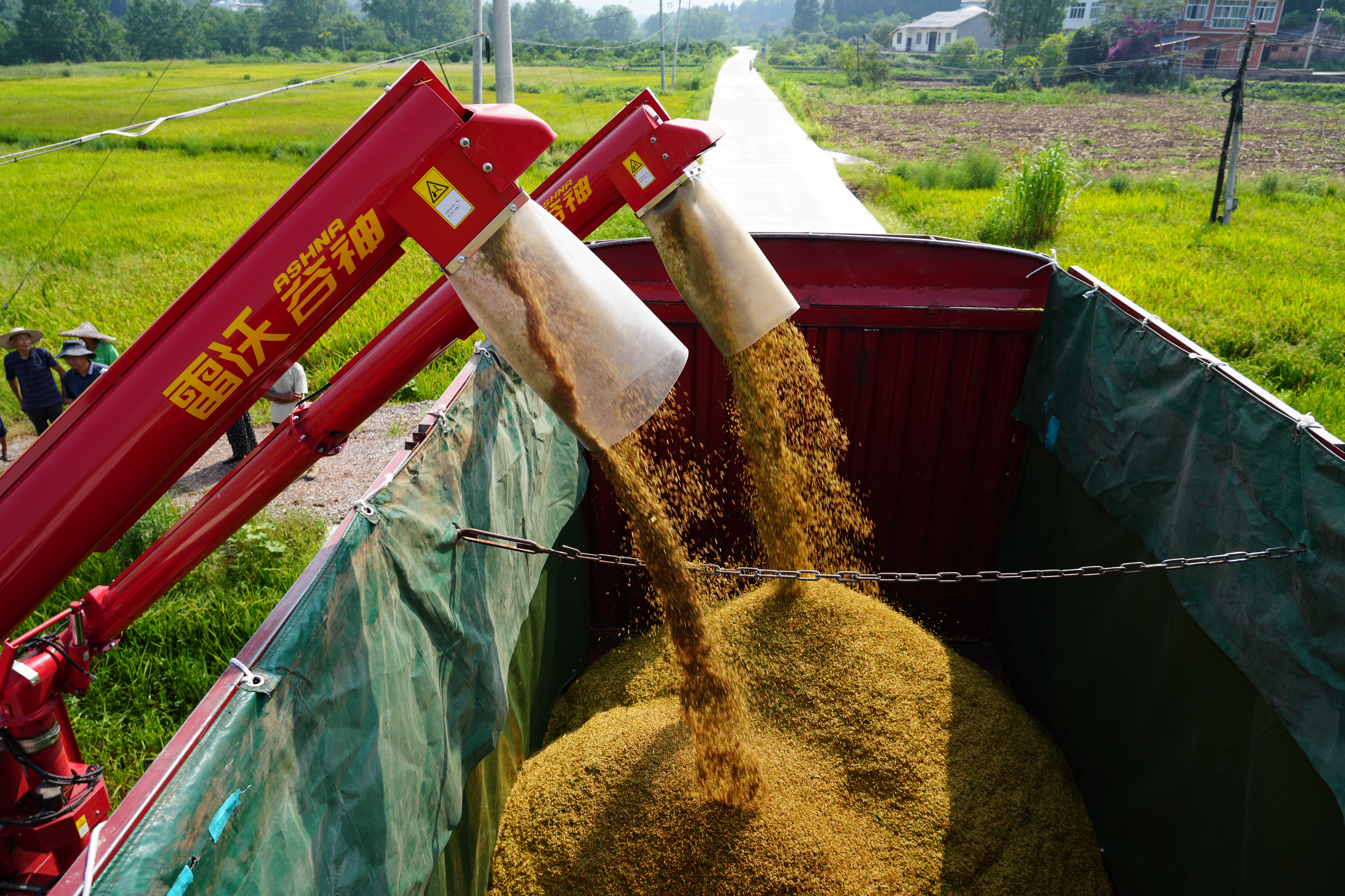 在石羊镇成凤村,收割机手正将稻谷装车。(唐军 摄)