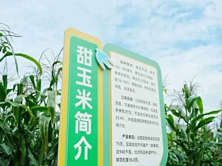 甜玉米基地(杨蕊荻 摄)