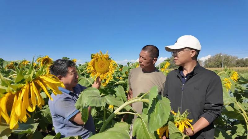 师市农科所技术团队手把手地向种植职工传授田间管护、科学浇水、病虫害防治等实操技巧。(李晨雪 摄)