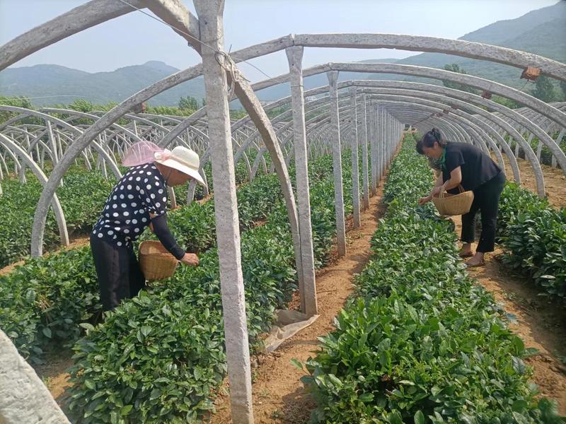 山水之间 茶香满园(张安琪 摄)