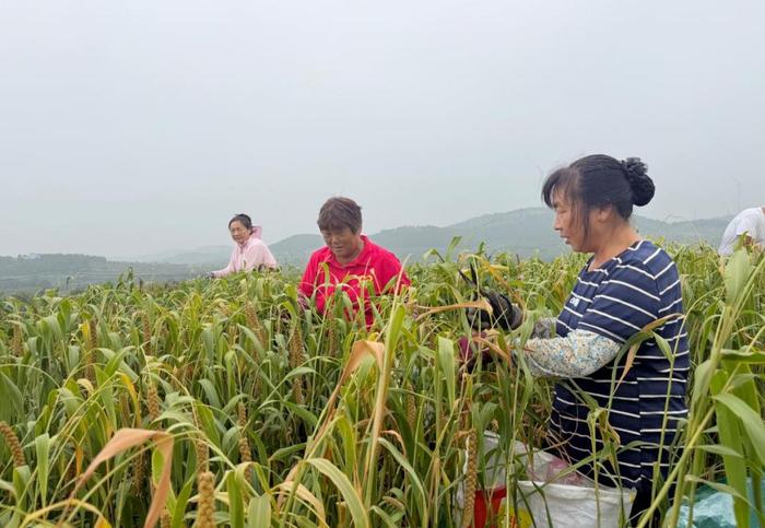小米飘香(李炜月 摄)