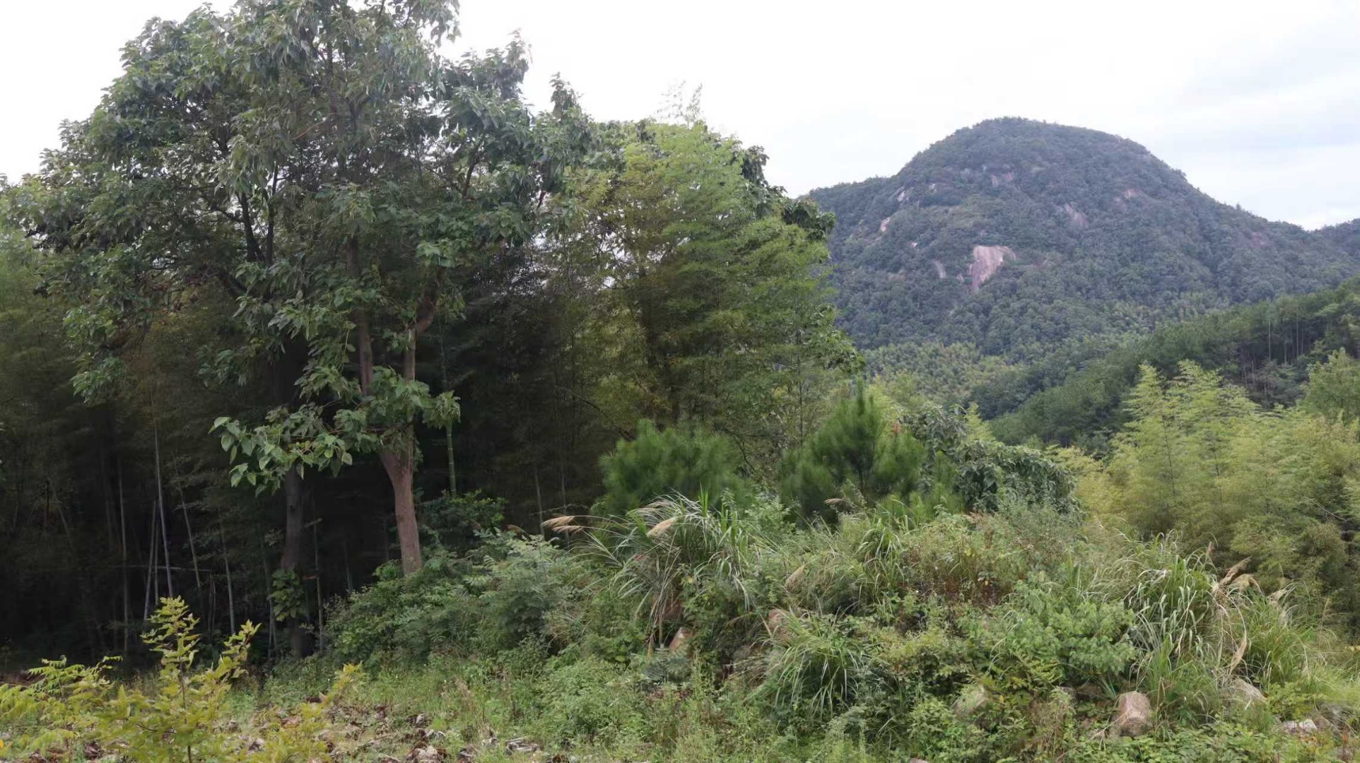 郁郁葱葱的山林(汤志坚 摄)
