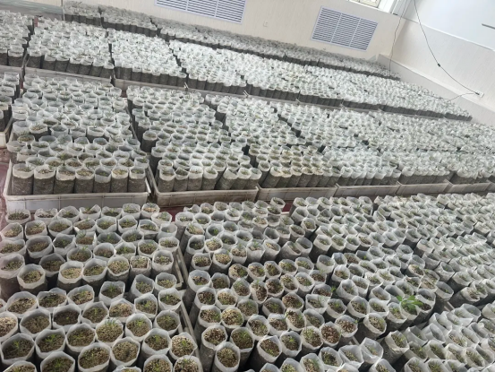 新林林业局培育的松露菌根苗(郭仁峰 摄)
