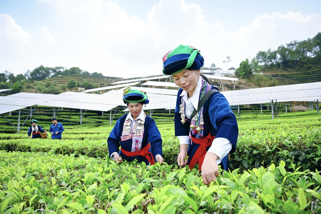 在墨江县茶叶种植基地里,农户正采收茶叶 (金耘 摄)