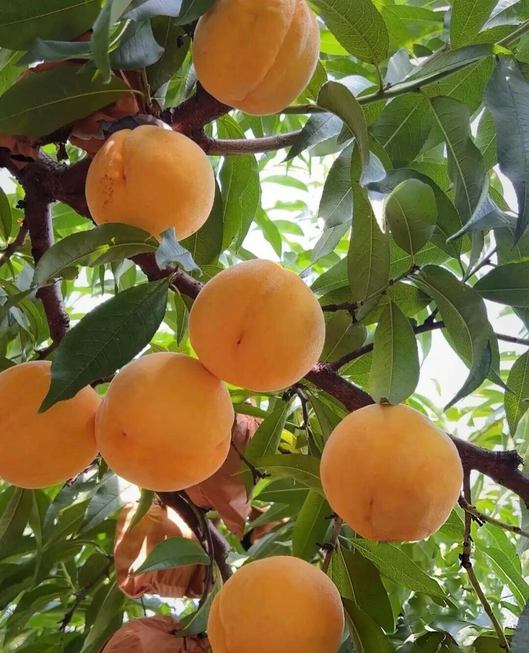 黄金脆桃挂满枝头(苏执力 摄)