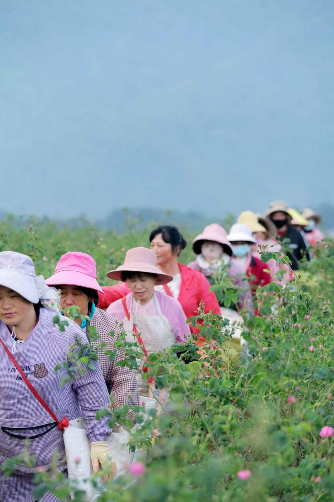 群众在花田采摘玫瑰(唐子娟 摄)
