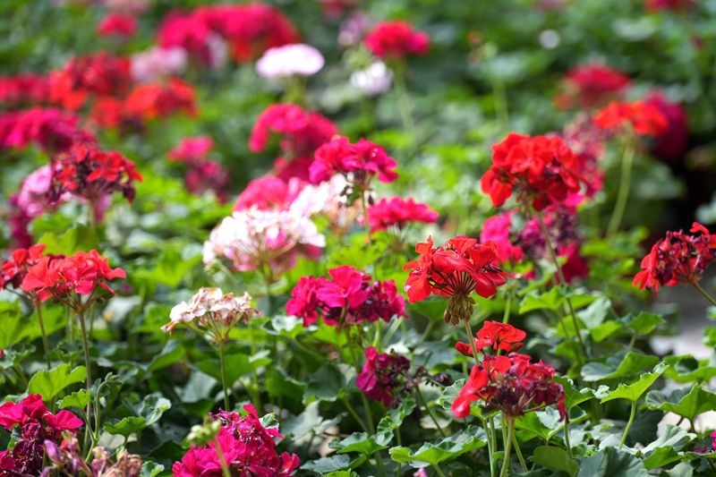 缤纷天竺葵迎风盛放,秀芝苑花开不断,定格四季烂漫风光。(艾海提·毛勒吐尔迪 摄)