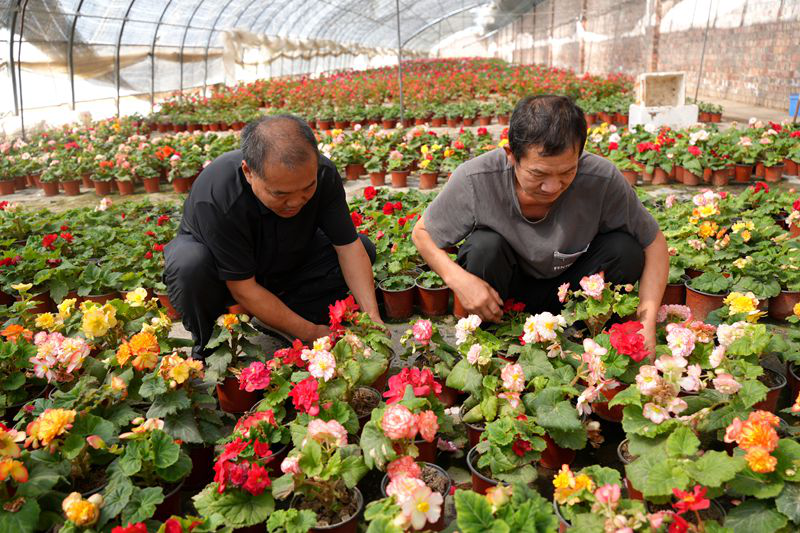 秀芝苑花卉基地精细修枝塑形,用心呵护花木,绽放四季唯美繁花。(艾海提·毛勒吐尔迪 摄)