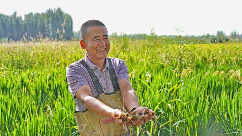 起捕现场,稻虾养殖户展示稻田捕捞的罗氏沼虾。(赖嘉灏 摄)