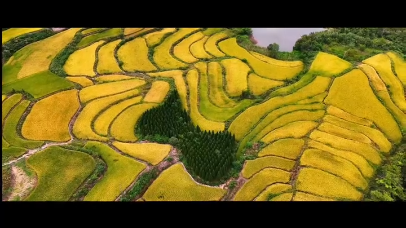 视频 | 河南桐柏：丰收的颜色
                                                        