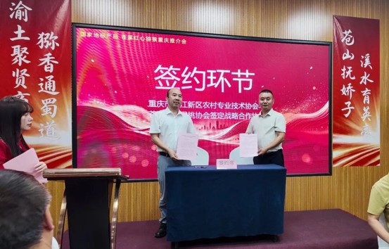 苍溪县猕猴桃协会与重庆企业代表现场签订战略合作协议(罗毅 摄)