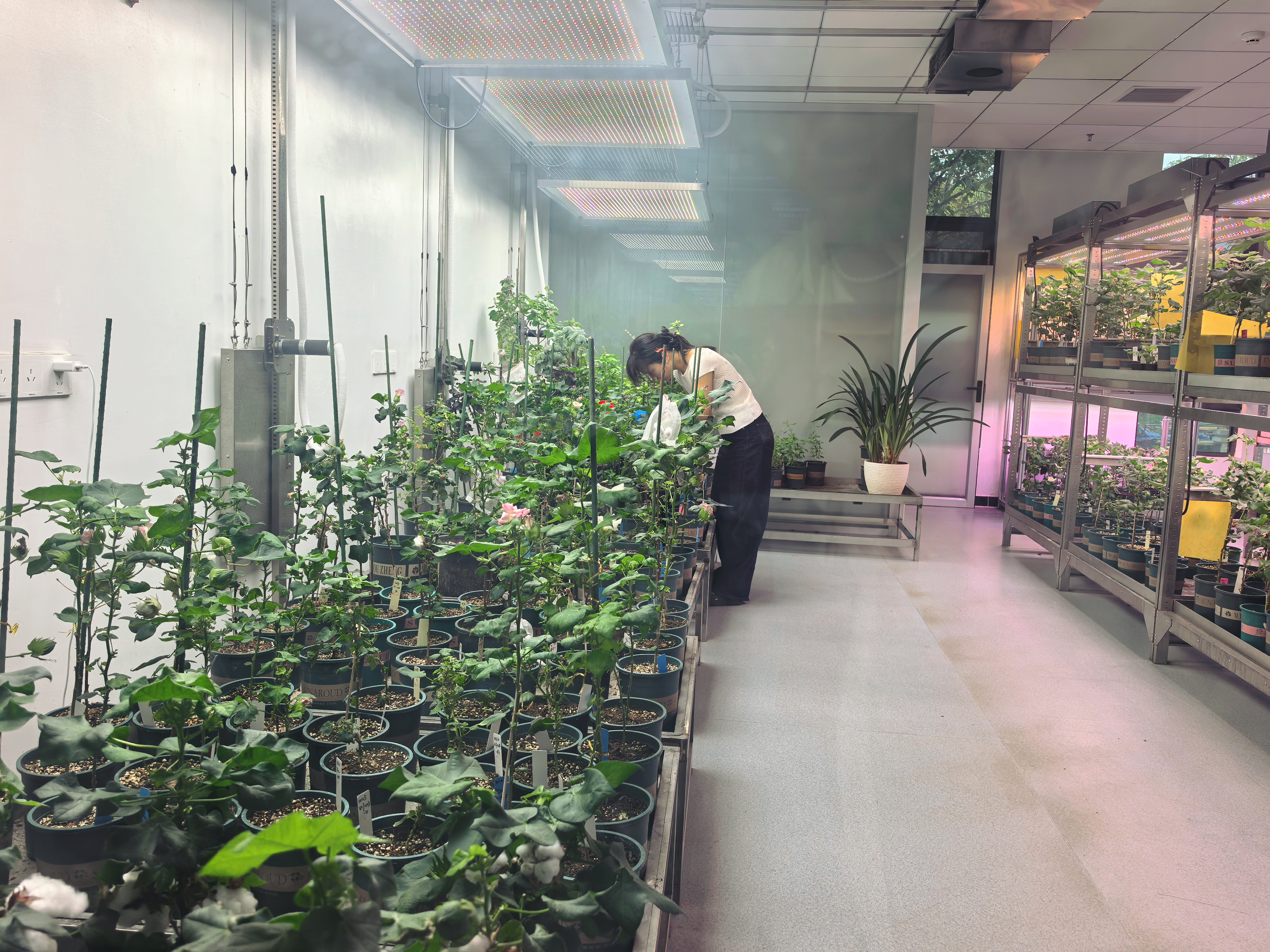 研究员正在温室内培育棉花苗 (余惠玲 摄)