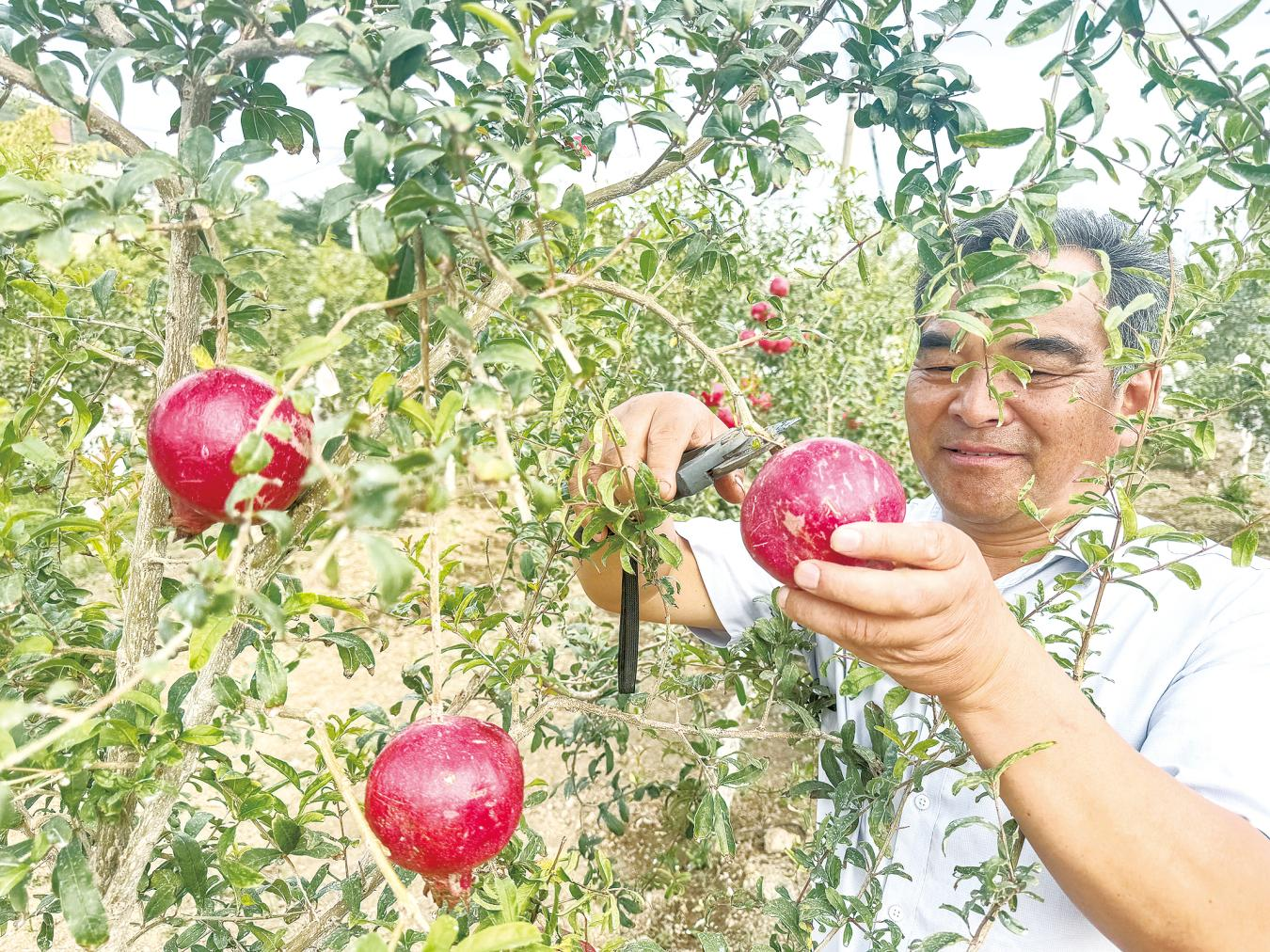丰收现场(陆趣 摄)