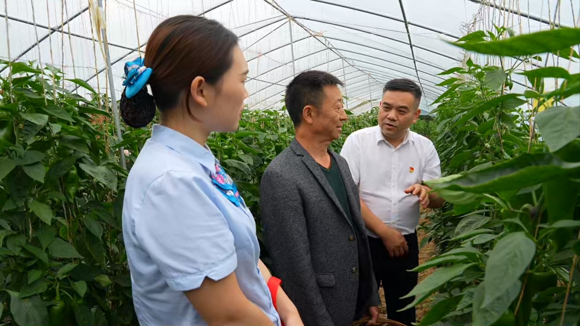 工作人员深入高山蔬菜基地了解生产情况(田亚敏 摄)