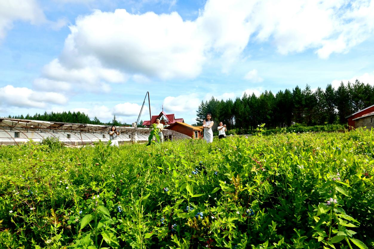 阿木尔林业局职工在蓝莓园采摘蓝莓后,展示劳动成果(王力 摄)