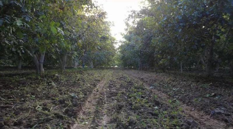 托克逊乡亚吐尔村核桃种植基地(阿伊谢·柔苏力江 摄)